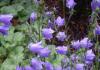 Show product details for Campanula cochlearifolia